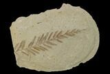 Dawn Redwood (Metasequoia) Fossil - Montana #135736-1
